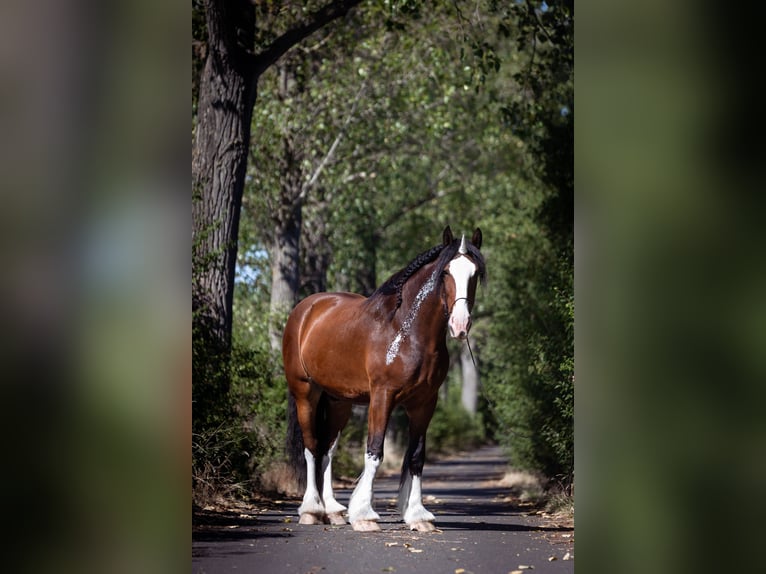 Shire Horse Wallach 9 Jahre 186 cm Brauner in R&#xF6;blingen am See