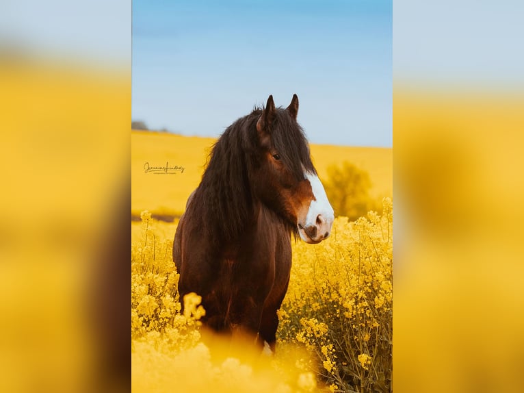 Shire Horse Wallach 9 Jahre 186 cm Brauner in R&#xF6;blingen am See