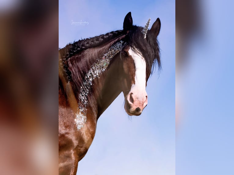 Shire Horse Wallach 9 Jahre 186 cm Brauner in R&#xF6;blingen am See