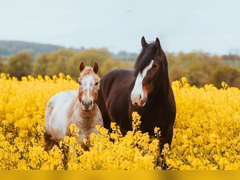 Shire Horse Wallach 9 Jahre 186 cm Brauner in R&#xF6;blingen am See