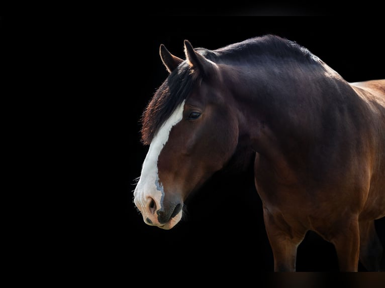 Shire Horse Wallach 9 Jahre 186 cm Brauner in R&#xF6;blingen am See