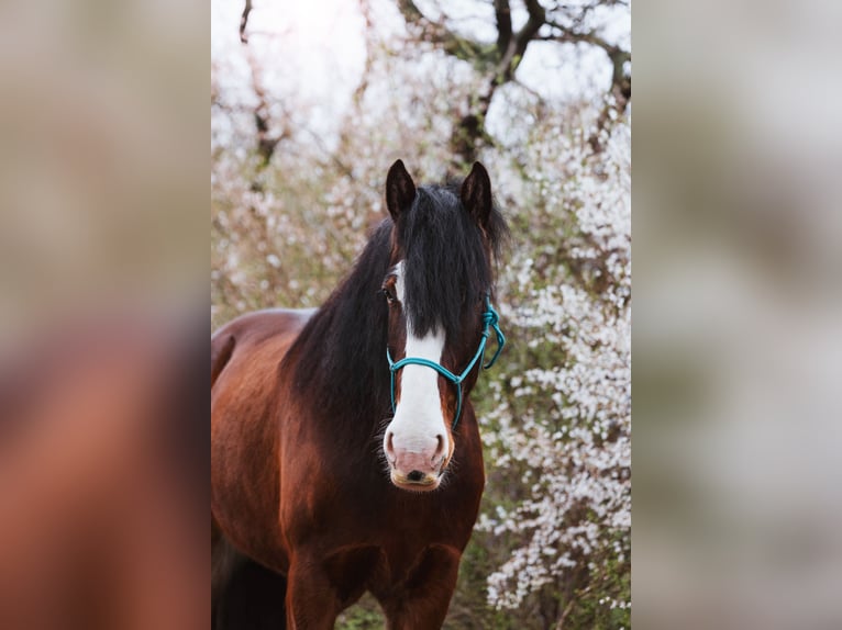 Shire Horse Wallach 9 Jahre 186 cm Brauner in R&#xF6;blingen am See