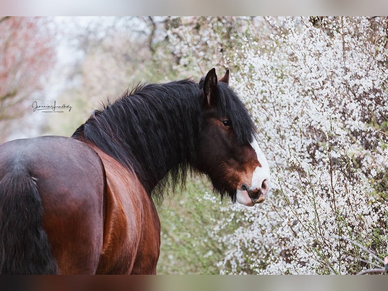 Shire Horse Wallach 9 Jahre 186 cm Brauner in R&#xF6;blingen am See