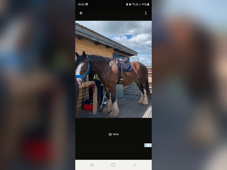 Shire Horse Wallach 9 Jahre 186 cm Brauner in Sachsen anhalt