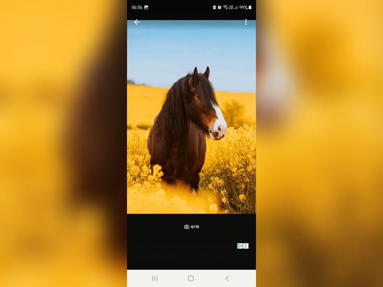 Shire Horse Wallach 9 Jahre 186 cm Brauner in Sachsen anhalt