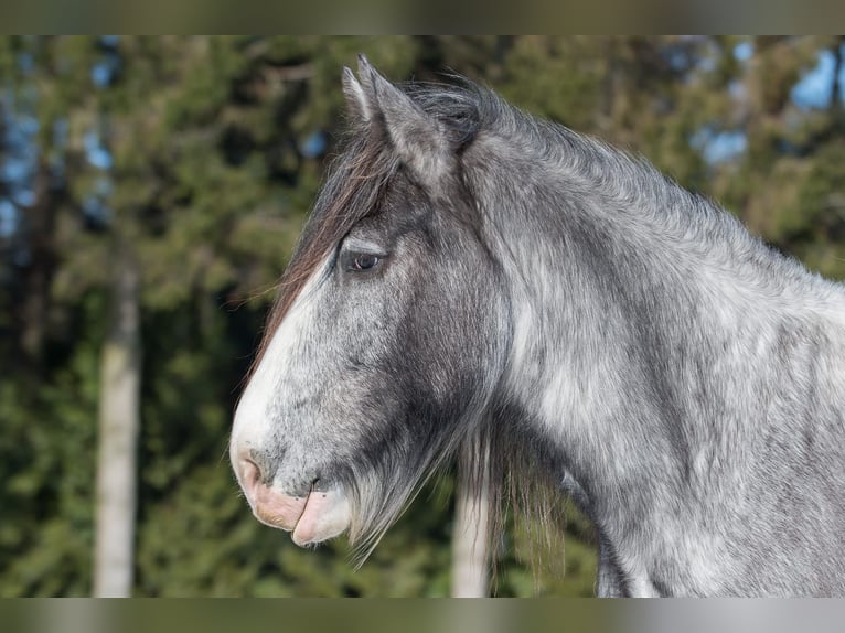 Shire Horse Wallach 9 Jahre 189 cm Sabino in Wernhout