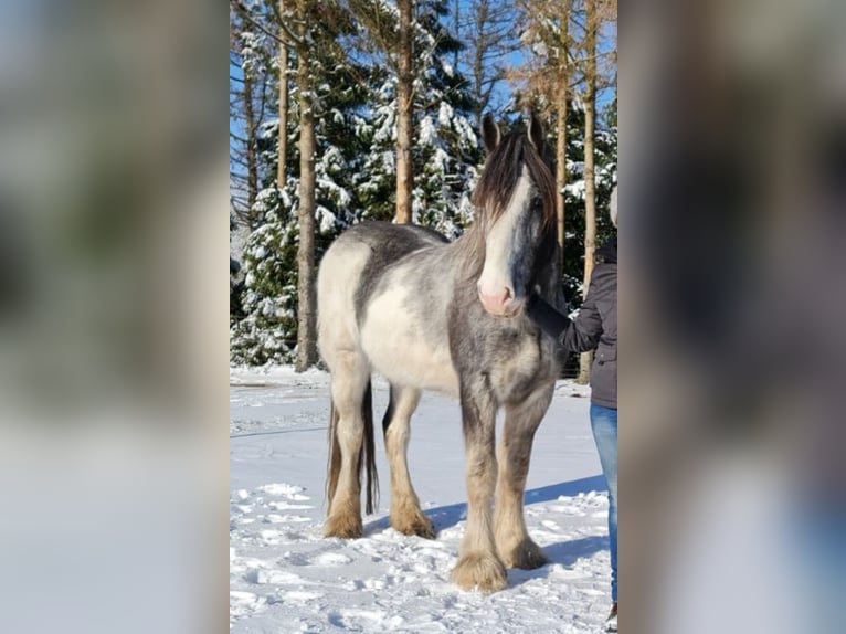 Shire Horse Wallach 9 Jahre 189 cm Sabino in Wernhout