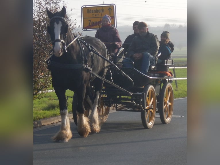 Shire Horse Wallach 9 Jahre 195 cm Rappe in Wabern