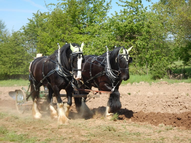 Shire Horse Wallach 9 Jahre 195 cm Rappe in Wabern