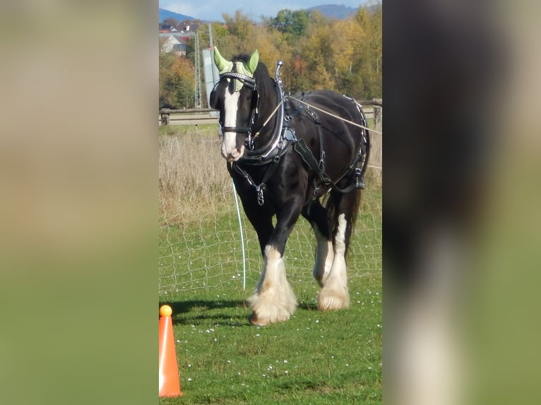 Shire Horse Wallach 9 Jahre 195 cm Rappe in Wabern