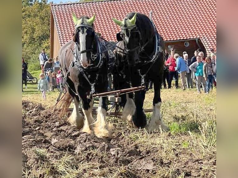 Shire Horse Wallach 9 Jahre 195 cm Rappe in Wabern