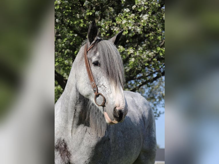 Shire Horse Yegua 10 años 168 cm Sabino in Highland MI