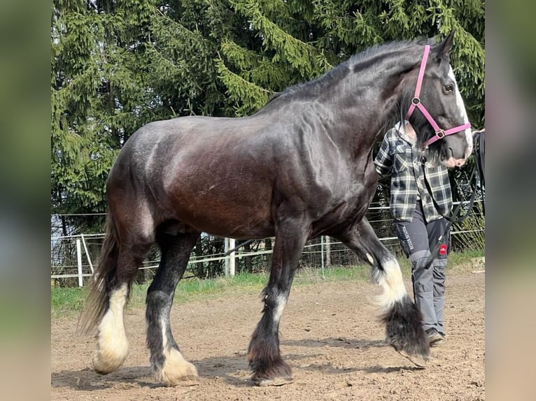 Shire Horse Yegua 10 años 175 cm Castaño in Salzburg