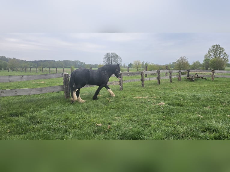 Shire Horse Yegua 10 años 180 cm Negro in Obrąb