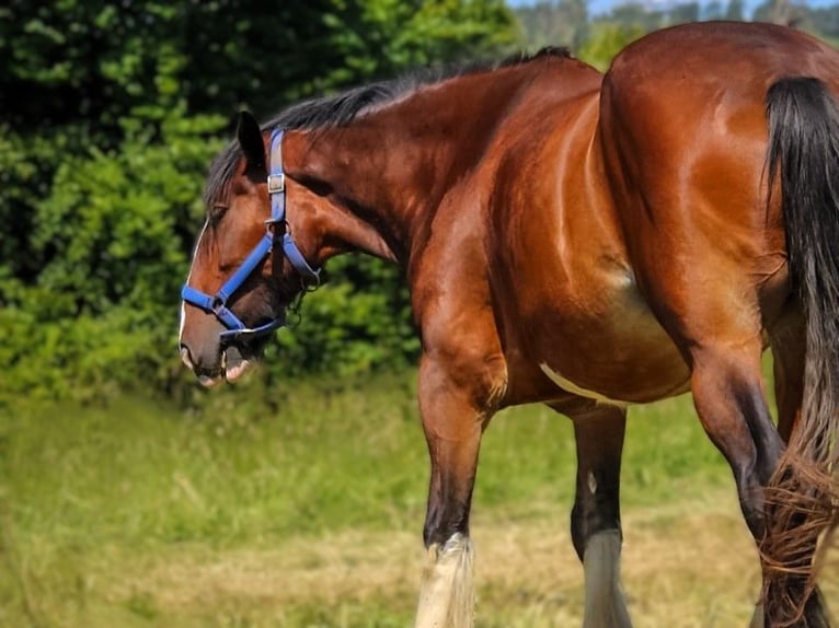 Shire Horse Yegua 10 años 183 cm Castaño in Eschwege