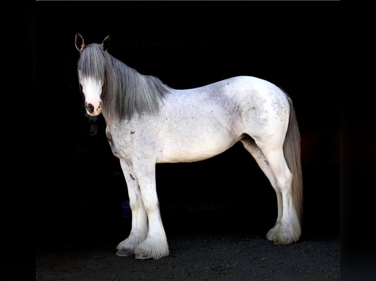 Shire Horse Yegua 11 años 168 cm Sabino in Highland MI