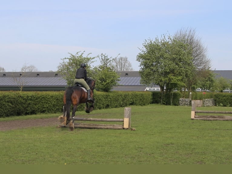 Shire Horse Yegua 11 años 183 cm Castaño in Hengelo