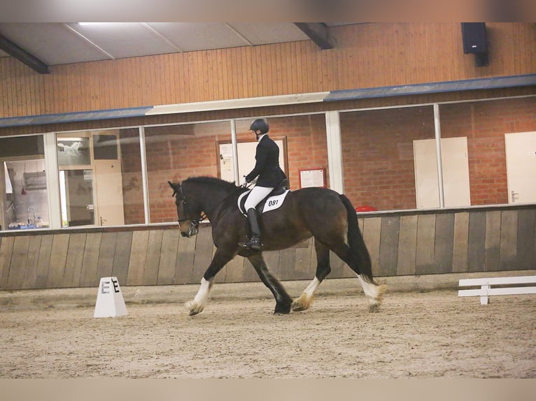 Shire Horse Yegua 11 años 183 cm Castaño in Hengelo