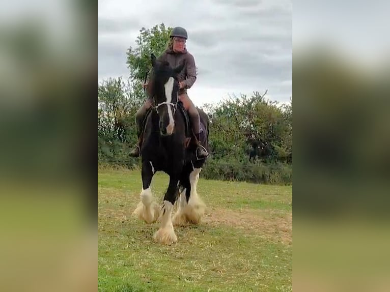 Shire Horse Yegua 11 años 185 cm Negro in Eschwege