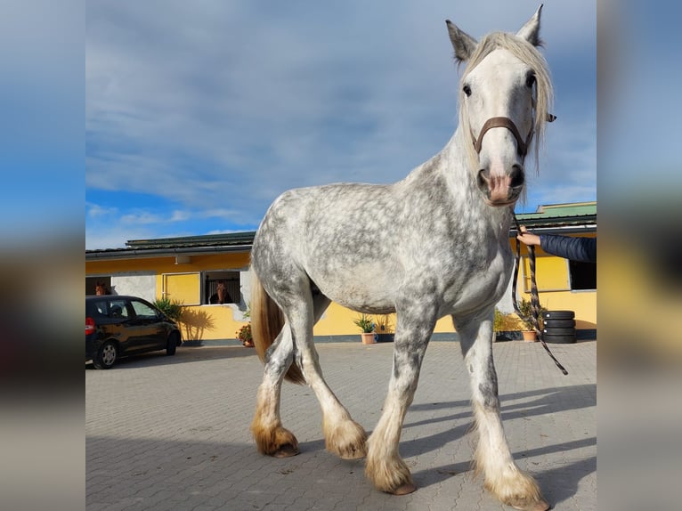 Shire Horse Yegua 11 años 187 cm Tordo in Eferding