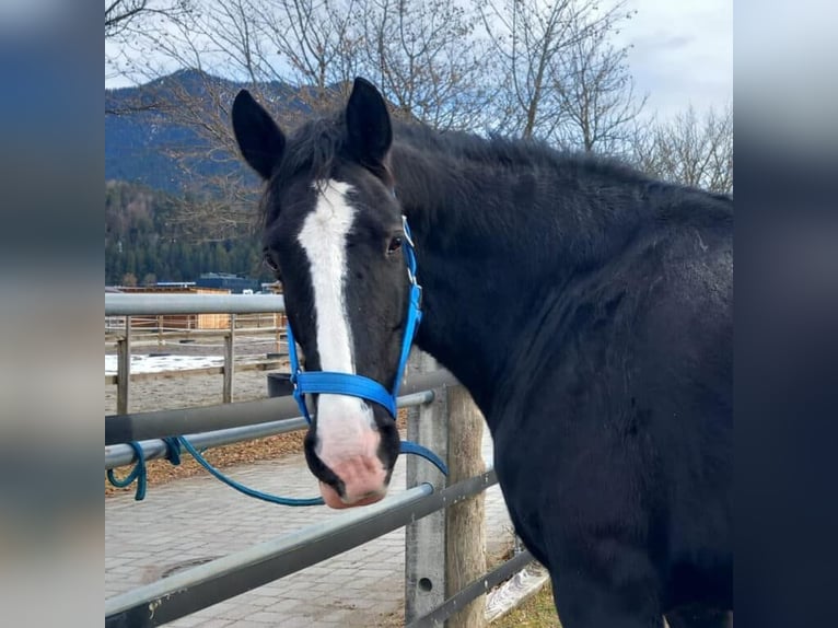 Shire Horse Yegua 11 años 191 cm Castaño oscuro in Reutte