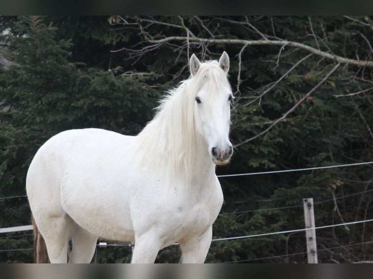 Shire Horse Yegua 12 años 180 cm Tordo in Ried im Innkreis