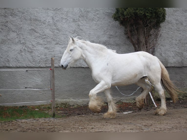 Shire Horse Yegua 12 años 180 cm Tordo in Ried im Innkreis