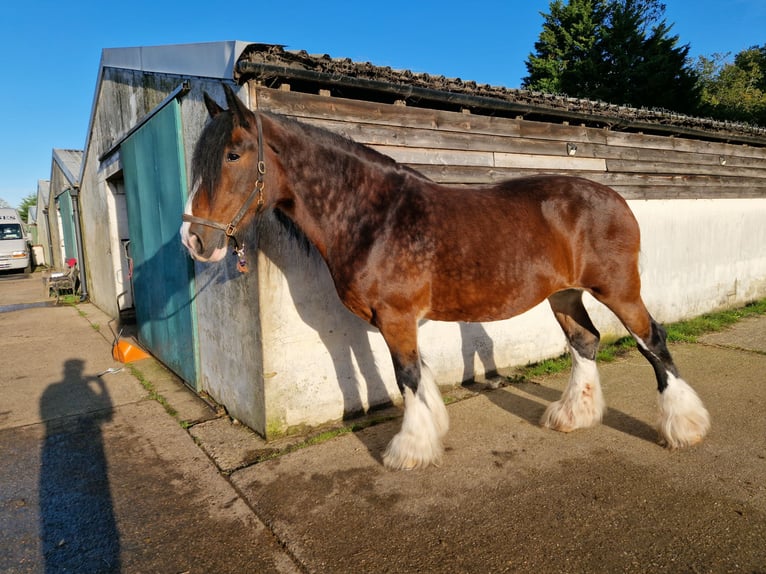 Shire Horse Yegua 14 años 180 cm Castaño rojizo in essex
