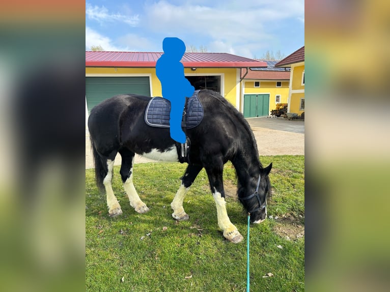 Shire Horse Yegua 14 años 180 cm Negro in Ried im Innkreis
