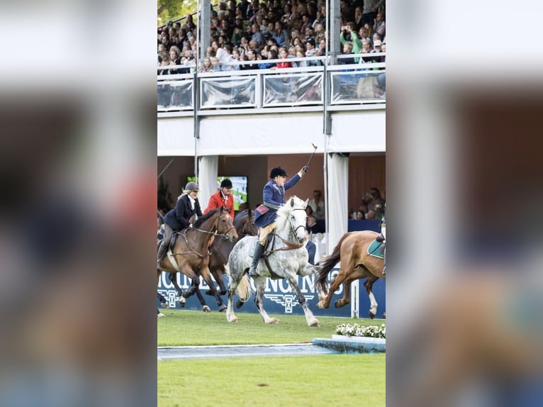 Shire Horse Mestizo Yegua 14 años 188 cm Tordo rodado in Groß Rönnau