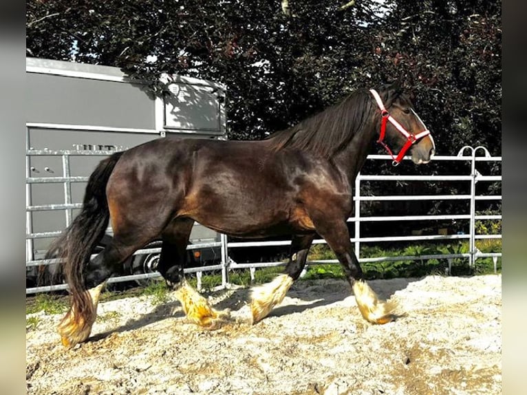 Shire Horse Yegua 15 años 176 cm Castaño oscuro in Wittmund