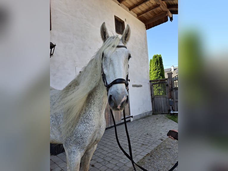 Shire Horse Yegua 15 años 180 cm Tordo in Ried im Innkreis