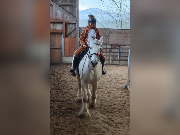Shire Horse Yegua 16 años 176 cm Tordo in Michaelnbach