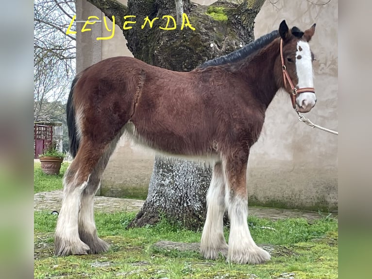Shire Horse Yegua 1 año 152 cm Castaño in Casales, Los (Finca)