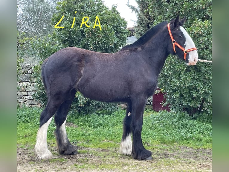Shire Horse Yegua 1 año 155 cm Negro in FINCA LOS CAÑALES