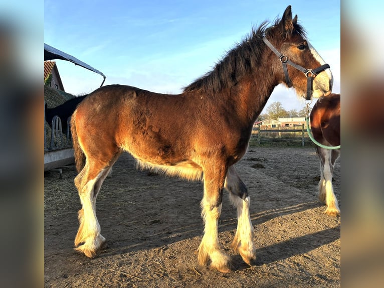 Shire Horse Yegua 1 año 180 cm Castaño oscuro in Wittmund Leerhafe