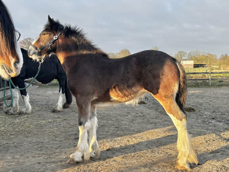 Shire Horse Yegua 1 año 180 cm Castaño oscuro in Wittmund Leerhafe