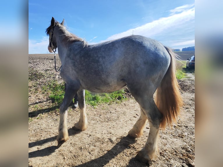 Shire Horse Yegua 1 año 180 cm Tordo in Ried im Innkreis
