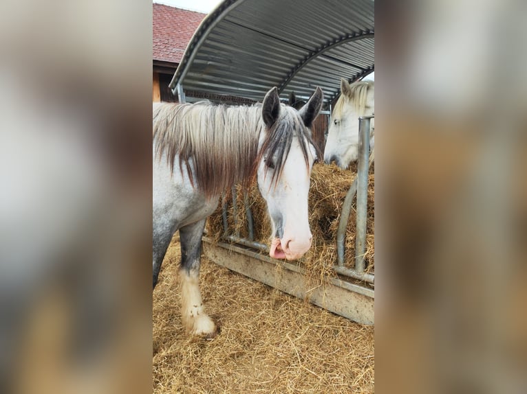 Shire Horse Yegua 1 año 180 cm Tordo in Ried im Innkreis