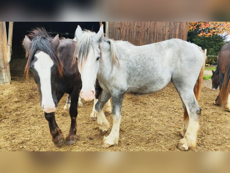 Shire Horse Yegua 1 año 180 cm Tordo in Ried im Innkreis