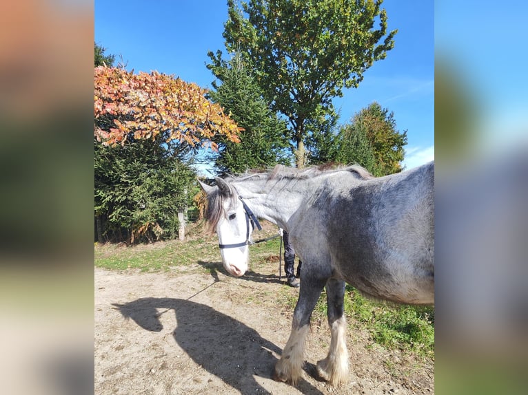 Shire Horse Yegua 1 año 180 cm Tordo in Ried im Innkreis