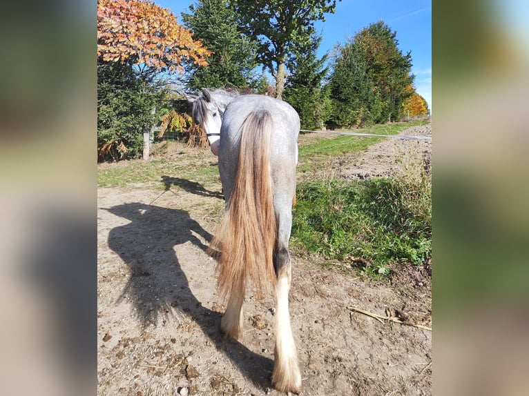 Shire Horse Yegua 1 año 180 cm Tordo in Ried im Innkreis