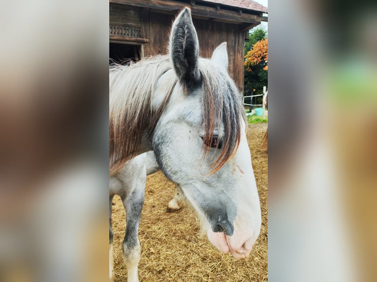 Shire Horse Yegua 1 año 180 cm Tordo in Ried im Innkreis
