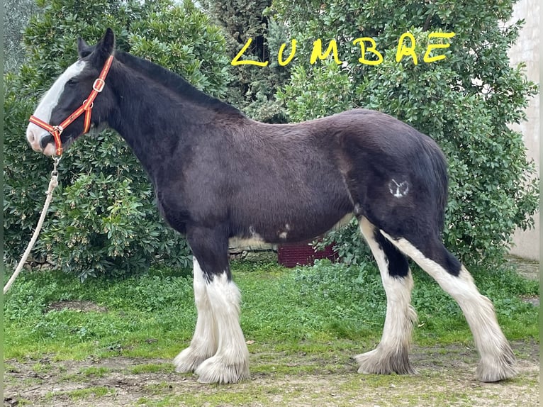 Shire Horse Yegua 1 año  in YECLA DE YELTES