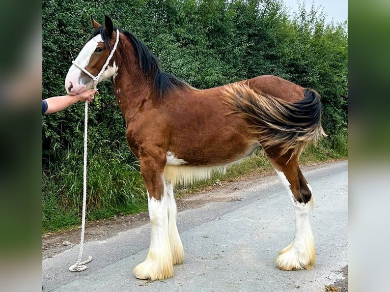 Shire Horse Yegua 1 año in whitegate