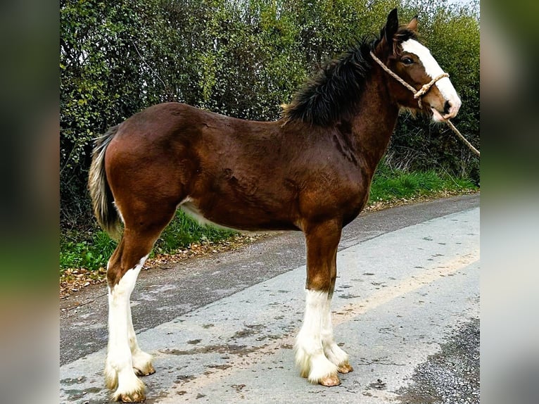 Shire Horse Yegua 1 año in whitegate