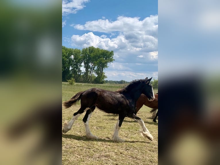 Shire Horse Yegua 2 años 165 cm Negro in Biberach an der Riß Bergerhausen