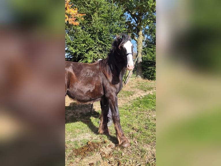 Shire Horse Yegua 2 años 169 cm Castaño oscuro in Ried im Innkreis
