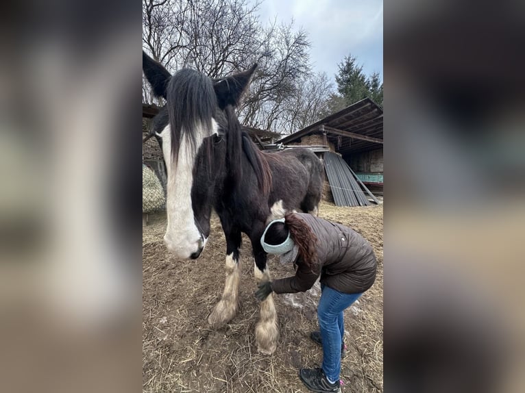 Shire Horse Yegua 2 años 170 cm Negro in Biberach an der Riß Bergerhausen