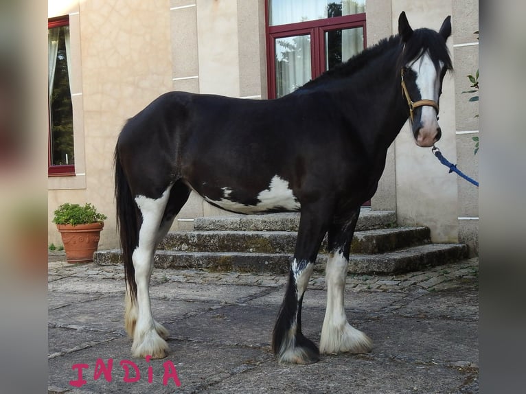 Shire Horse Yegua 2 años 175 cm Negro in Yecla De Yeltes